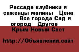 Рассада клубники и саженцы малины › Цена ­ 10 - Все города Сад и огород » Другое   . Крым,Новый Свет